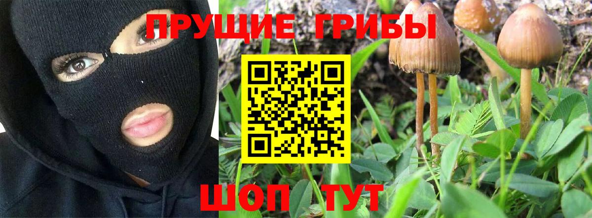 Псилоцибиновые грибы Psilocybine cubensis Златоуст
